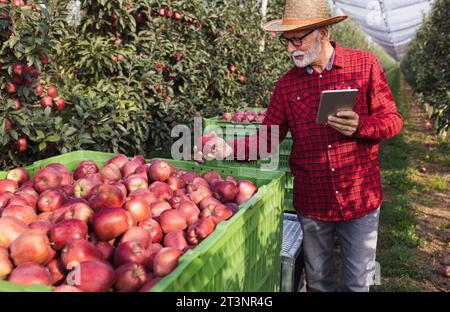 Agricoltore anziano in piedi accanto a casse di plastica piene di mele rosse mature nel frutteto durante la raccolta e il controllo della qualità della frutta Foto Stock