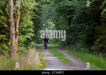 Vista posteriore della bicicletta senior man nella foresta in estate. Stile di vita sano all'aperto Foto Stock