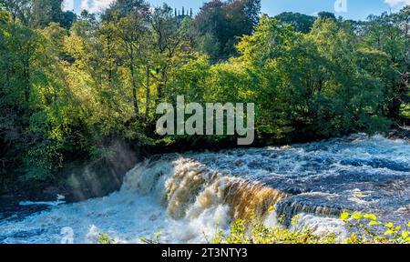 Il fiume Ure ad Aysgarth Falls, Richmondshire District del North Yorkshire in pieno flusso dopo che Storm Babet ha portato pesanti piogge nell'ottobre 2023 in cima Foto Stock