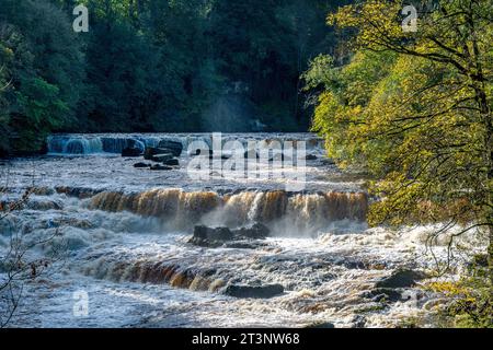 Il fiume Ure ad Aysgarth Falls, Richmondshire District del North Yorkshire in pieno flusso dopo che Storm Babet ha portato pesanti piogge nell'ottobre 2023 in cima Foto Stock