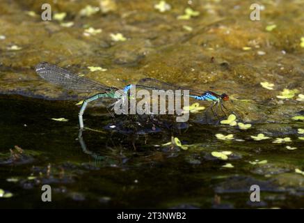 Accoppiamento di coppia di piccoli Damselfly dagli occhi rossi (Erythromma viridulum), ovipositing in Pond Eccles-on-Sea, Norfolk, Regno Unito. Luglio Foto Stock