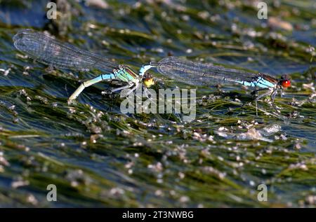 Accoppiamento di coppia di piccoli Damselfly dagli occhi rossi (Erythromma viridulum), ovipositing in Pond Eccles-on-Sea, Norfolk, Regno Unito. Agosto Foto Stock