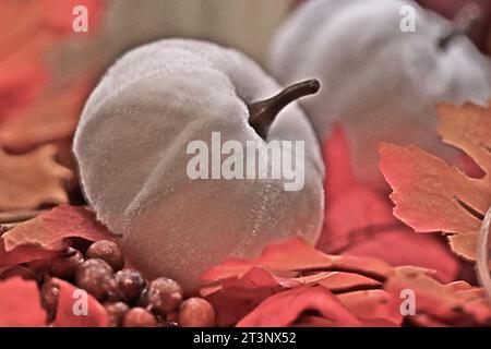 Foto HDR di zucche bianche su foglie. Foto di alta qualità Foto Stock