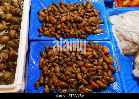 Mercato del pesce a Seul, Corea del Sud. Spruzzi di mare stalked (Styela clava) - molluschi al mercato del pesce di Noryangjin. Foto Stock