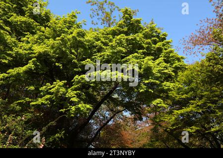 Vista primaverile di foglie verdi fresche su un acero giapponese (Acer palmatum) nel parco Namsan, Seul. Foto Stock