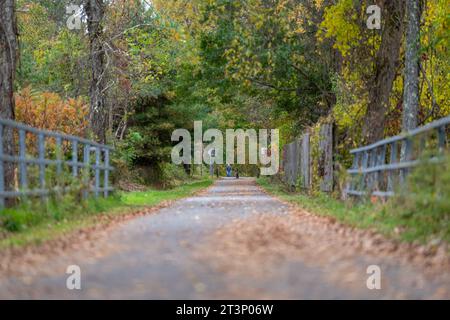 Autunno, autunno, immagine di un lungo sentiero asfaltato che si estende in lontananza con foglie arancioni a terra. Foto Stock