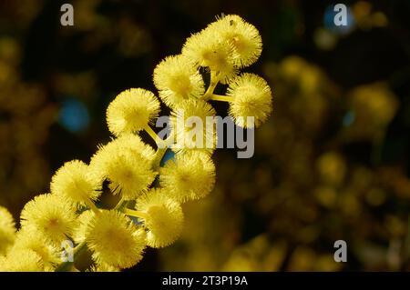 Primo piano dei fiori di Wattle luminoso, Acacia celastrifolia, originaria del sud-ovest dell'Australia occidentale, retroilluminata dalla luce del sole nelle Perth Hills. Foto Stock