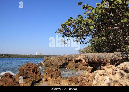 Costa di roccia corallina a Cienfuegos, Cuba. Alberi di coccoloba uvifera, specie costiere tipiche tolleranti al sale. Foto Stock