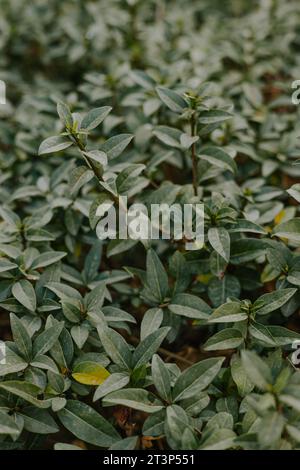 Arbusto perenne Evergreen. Cespuglio verde con foglie piccole. Pianta per la progettazione del paesaggio, la creazione di siepi decorative, sculture, la progettazione di sentieri, la divisione Foto Stock