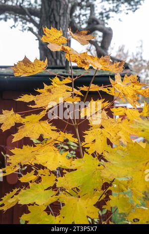Foglie di acero in autunno Foto Stock