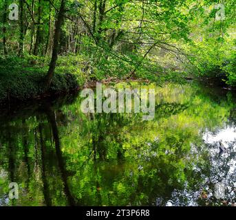 Fotografia artistica di Bute Feeder Canal con riflessi di alberi, inizio autunno 2023. Ottobre. Bute Park, Cardiff. Presa nell'autunno del 2023 ottobre Foto Stock