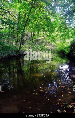 Fotografia artistica di Bute Feeder Canal con riflessi di alberi, inizio autunno 2023. Ottobre. Bute Park, Cardiff. Presa nell'autunno del 2023 ottobre Foto Stock