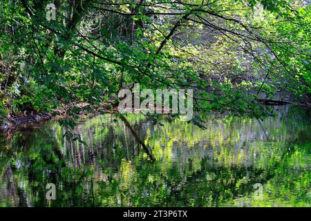 Fotografia artistica di Bute Feeder Canal con riflessi di alberi, inizio autunno 2023. Ottobre. Bute Park, Cardiff. Presa nell'autunno del 2023 ottobre Foto Stock