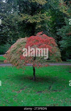 Albero d'acero giapponese - acer palmatum, Cardiff. Preso all'inizio dell'autunno 2023. Ottobre Foto Stock