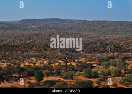 La riserva naturale Makuya nella provincia di Limpopo in Sudafrica offre ai visitatori un'esperienza unica di safari e campeggio in un territorio selvaggio Foto Stock