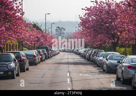 Strada fiancheggiata da fiori di ciliegio sui Cranley Gardens a Muswell Hill, Londra Foto Stock