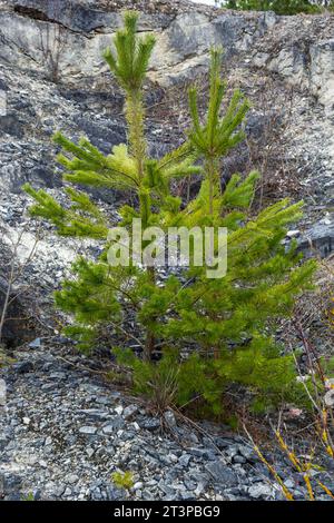 Piccolo pino. piccolo abete verde cresce su una pietra sullo sfondo della foresta. le piante di conifere germinano in condizioni sfavorevoli. Foto Stock