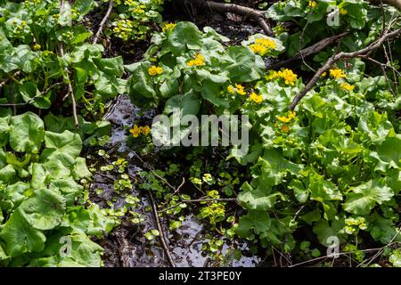 In primavera, la calta palustris cresce nella foresta umida di ontano. Inizio primavera, zone umide, foresta allagata. Foto Stock