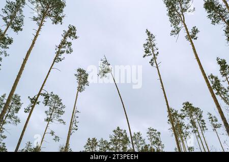 Tronchi di pino sottili e ritorti nella foresta invernale Foto Stock