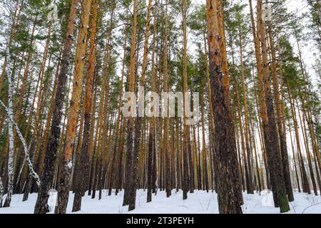 I tronchi sottili di pini alti nella foresta invernale Foto Stock