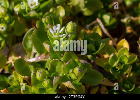 In primavera, Stellaria media cresce in natura. Una pianta erbacea che spesso cresce nei giardini come un erbaccia. Piccoli fiori bianchi su steli verdi carnosi. Foto Stock