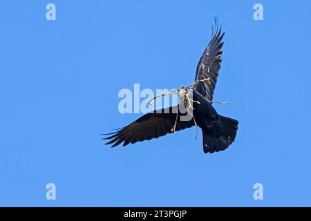 Rook (Corvus frugilegus) che vola per nidificare con grossi ramoscelli/ramoscelli come materiale di nidificazione nel becco in primavera Foto Stock