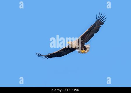 Aquila dalla coda bianca / aquila di mare eurasiatica / erne (Haliaeetus albicilla) adulto in volo in estate contro il cielo blu Foto Stock