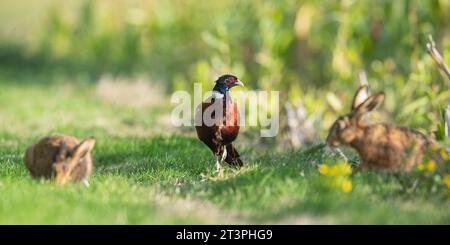 A controllare i vicini. Una foto unica di un fagiano arrugginito che condivide il suo posto di pascolo con due lepri brune (Lepus europaeus). Suffolk, Regno Unito. Foto Stock