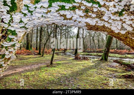 Albero caduto ricoperto di funghi accanto al fiume Flecks allagato nel New Forest National Park Hampshire, Regno Unito Foto Stock