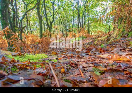 Una vista lungo la colorata foglia bagnata cosparsa di luminoso pavimento boschivo autunnale Foto Stock