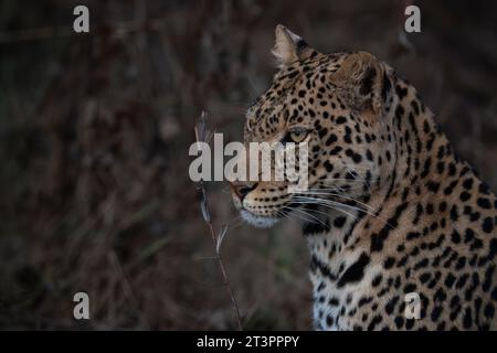 Leopardo (Panthera pardus), riserva di caccia Mashatu, Botswana. Foto Stock
