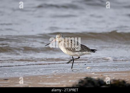 Bar-tailed Godwit ad Aberlady Bay East Lothian Scozia Foto Stock