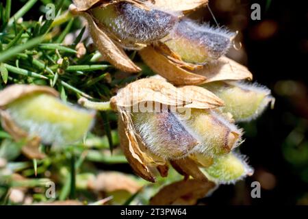 Gorse, Furze o Whin (ulex europaeus), primo piano che mostra i baccelli di semi che si sviluppano sull'arbusto all'inizio dell'estate. Foto Stock