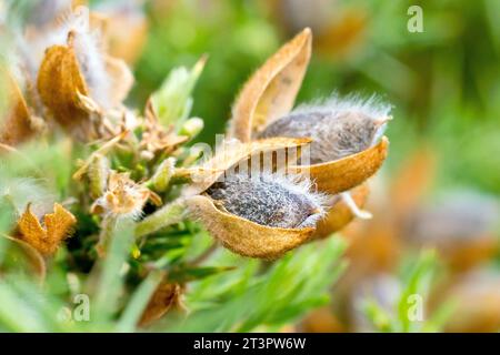 Gorse, Furze o Whin (ulex europaeus), primo piano che mostra i baccelli di semi che si sviluppano sull'arbusto all'inizio dell'estate. Foto Stock