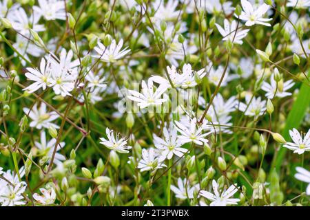Stitchwort minore (stellaria graminea), primo piano di una massa di piccoli fiori bianchi e boccioli della pianta erbosa comune. Foto Stock