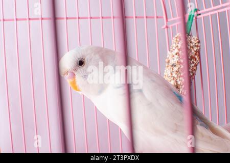 Un budgie bianco sembra una gabbia rosa. Foto Stock