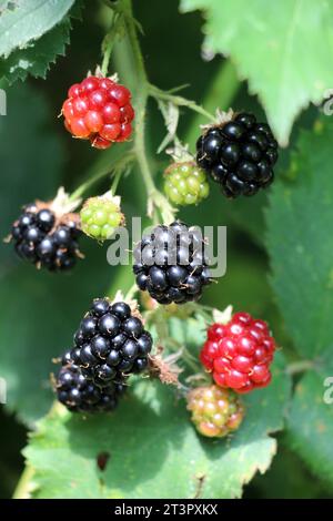 Sul cespuglio del ramo maturano i more (Rubus frutticosus) Foto Stock