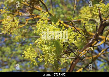 L'acero (Acer platanoides) fiorisce in primavera nella natura Foto Stock
