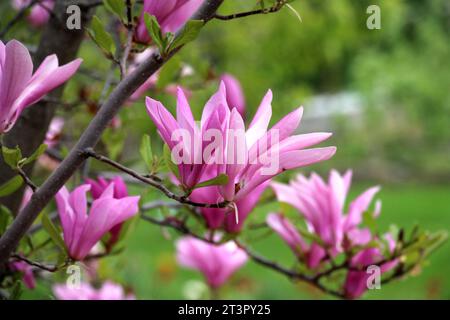 In primavera fiorisce un albero di magnolia nel giardino Foto Stock