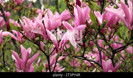 In primavera fiorisce un albero di magnolia nel giardino Foto Stock