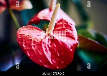 Fiore di fenicottero rosso Anthurium. Anthurium è un genere di circa 1000 specie di piante da fiore, il genere più grande della famiglia degli arum, le Araceae. Generale Foto Stock