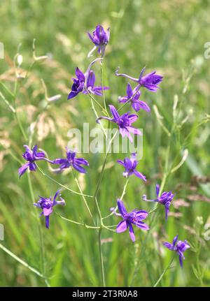 Consolida regalis fiorisce nel campo tra le colture Foto Stock