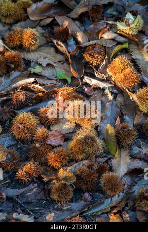 castagne a cavallo sul fondo della foresta durante una stagione autunnale in un anno d'albero. foglie cadute e colori autunnali su un terreno boschivo in forma astratta Foto Stock