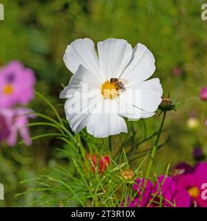 Cosmea, Cosmos bipinnatus, fiori in primo piano Foto Stock