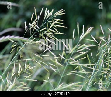 Erba di cereali bromus cresce in natura Foto Stock