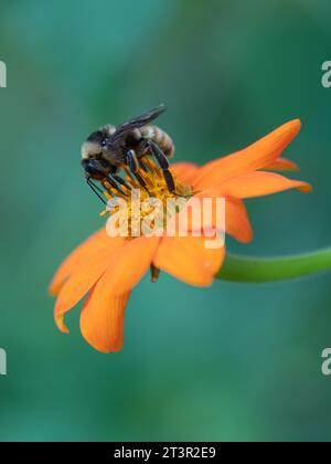 Bombus pensylvanicus, l'ape midollare americana, sul fiore di Tithonia rotundifolia, girasole messicano. Foto Stock