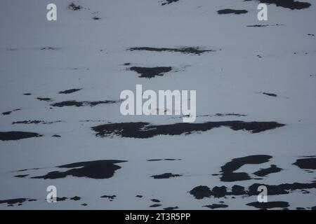 Artic Foto Stock
