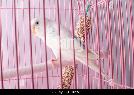 Un budgie bianco sembra una gabbia rosa. Foto Stock