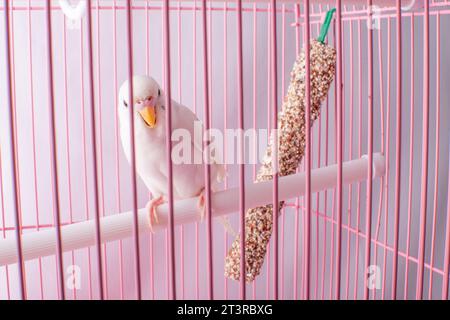 Un budgie bianco sembra una gabbia rosa. Foto Stock