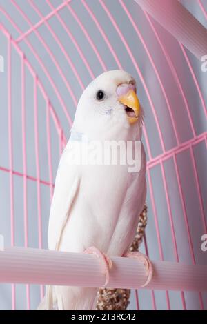 Un budgie bianco sembra una gabbia rosa. Foto Stock